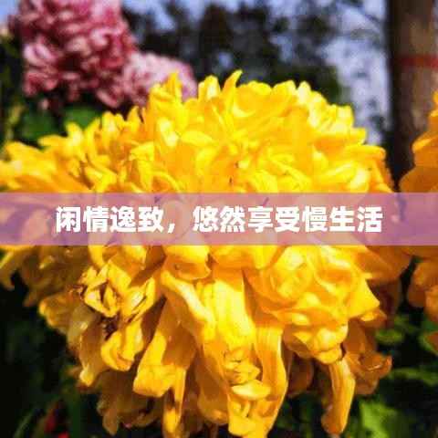 闲情逸致,悠然享受慢生活