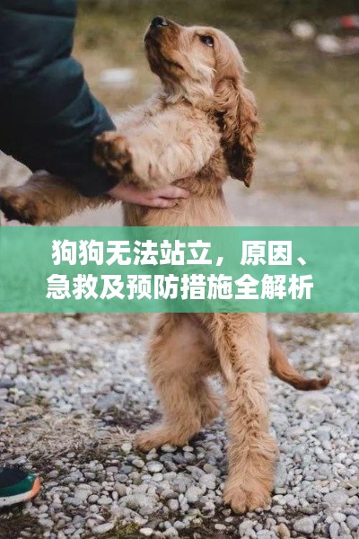 狗狗无法站立,原因、急救及预防措施全解析