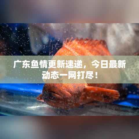 广东鱼情更新速递,今日最新动态一网打尽!