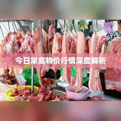 今日家禽物价行情深度解析