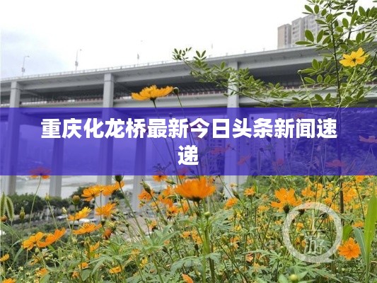 重庆化龙桥最新今日头条新闻速递