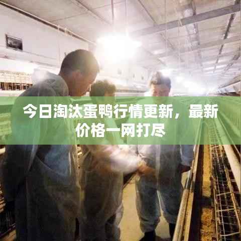 今日淘汰蛋鸭行情更新,最新价格一网打尽