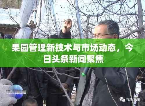 果园管理新技术与市场动态,今日头条新闻聚焦