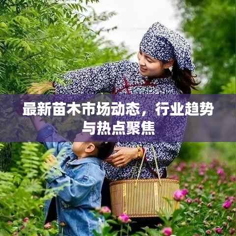 最新苗木市场动态,行业趋势与热点聚焦