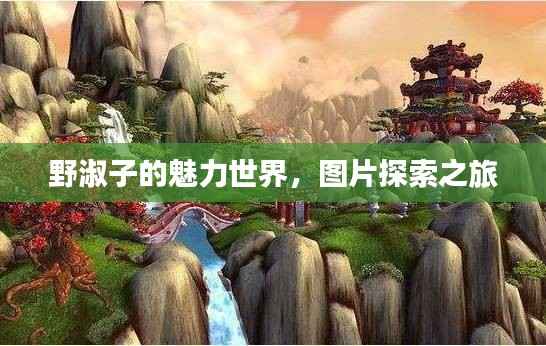 野淑子的魅力世界,图片探索之旅