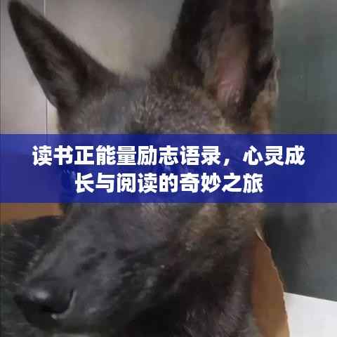 读书正能量励志语录,心灵成长与阅读的奇妙之旅