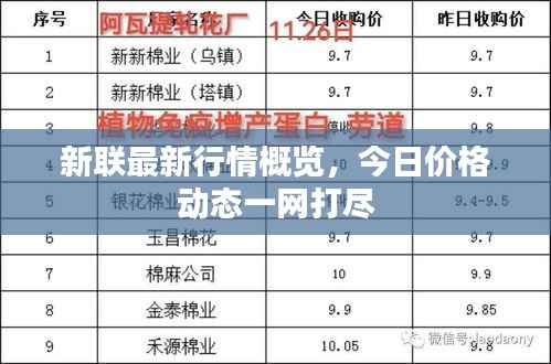 新联最新行情概览,今日价格动态一网打尽