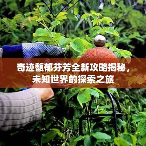 奇迹馥郁芬芳全新攻略揭秘，未知世界的探索之旅