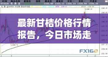 最新甘桔价格行情报告，今日市场走势一网打尽！