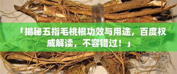 「揭秘五指毛桃根功效与用途，百度权威解读，不容错过！」
