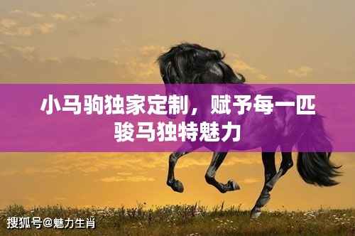小马驹独家定制,赋予每一匹骏马独特魅力