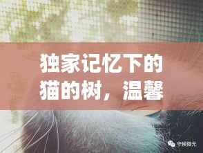 独家记忆下的猫的树,温馨故事等你探索